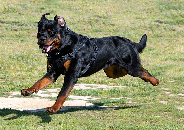Rottweiler Breed Guide: Traits, Care & Training