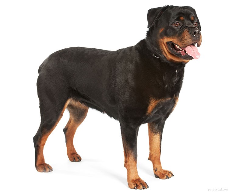 Rottweiler Breed Guide: Traits, Care & Training