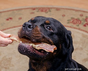Rottweiler Breed Guide: Traits, Care & Training