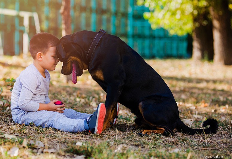 Rottweiler Breed Guide: Traits, Care & Training