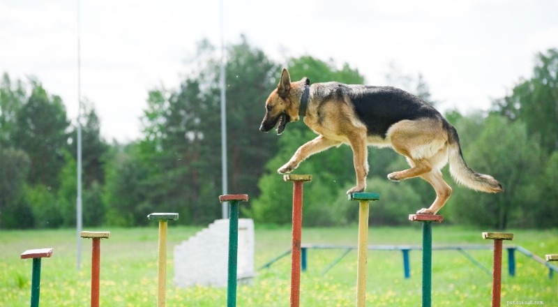 German Shepherd Dog: The Ultimate Breed Guide