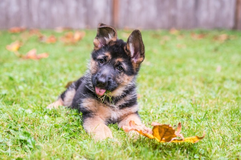 German Shepherd Dog: The Ultimate Breed Guide
