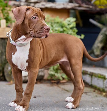 American Pit Bull Terrier: Comprehensive Breed Guide