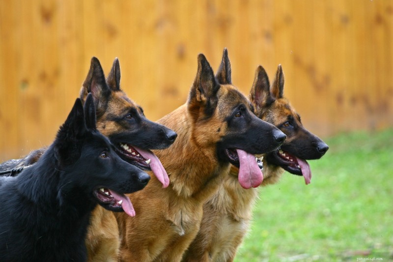 German Shepherd Dog: The Ultimate Breed Guide