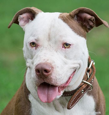 American Pit Bull Terrier: Comprehensive Breed Guide