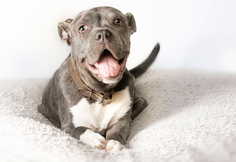 American Pit Bull Terrier: Comprehensive Breed Guide