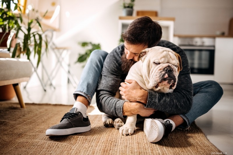English Bulldog: Comprehensive Breed Guide & Care Tips