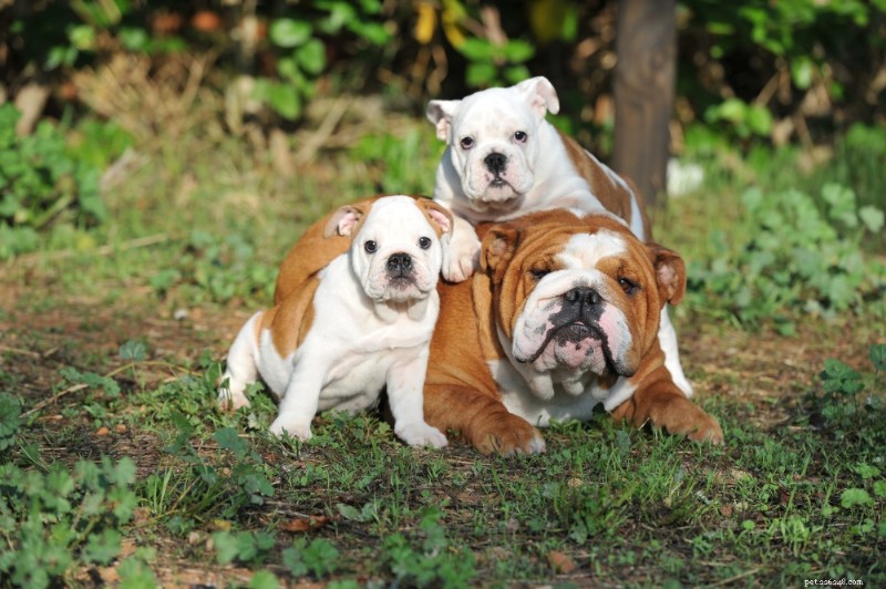 English Bulldog: Comprehensive Breed Guide & Care Tips