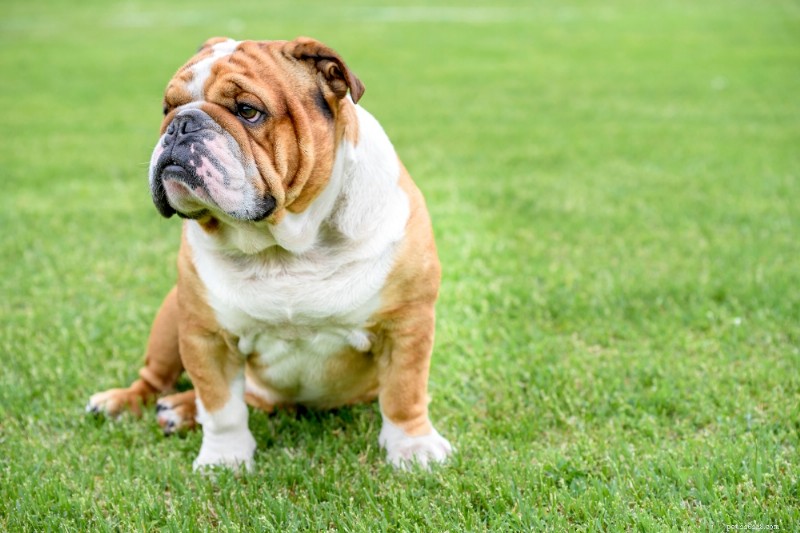 English Bulldog: Comprehensive Breed Guide & Care Tips
