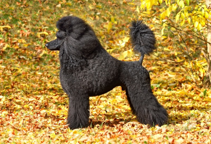 Standard Poodle Breed Guide: Smart, Elegant, Family‑Friendly Dogs