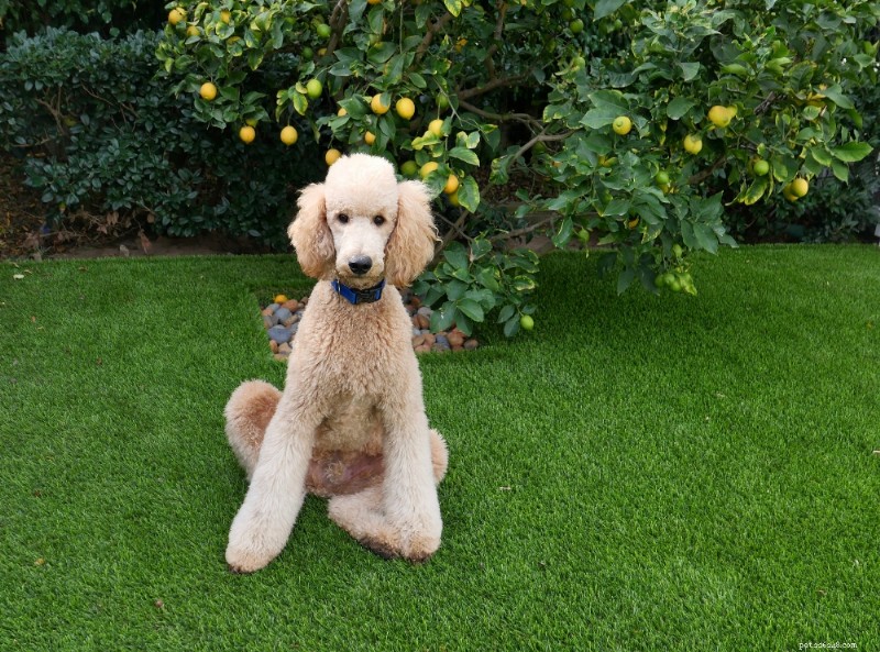 Standard Poodle Breed Guide: Smart, Elegant, Family‑Friendly Dogs