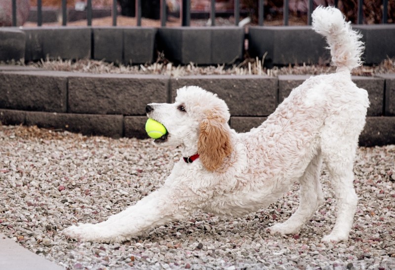 Standard Poodle Breed Guide: Smart, Elegant, Family‑Friendly Dogs