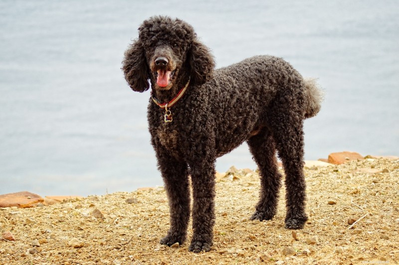 Standard Poodle Breed Guide: Smart, Elegant, Family‑Friendly Dogs