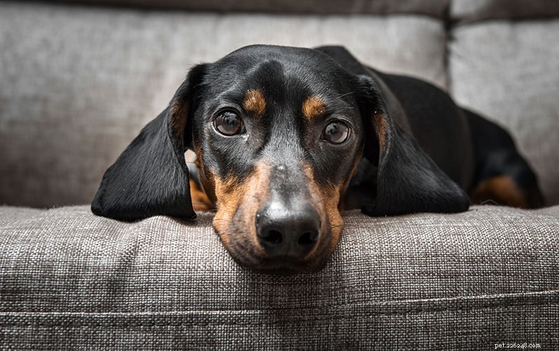 Dachshund Breed Guide: Size, Personality, and Care Tips