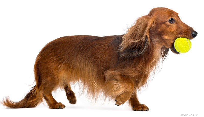 Dachshund Breed Guide: Size, Personality, and Care Tips