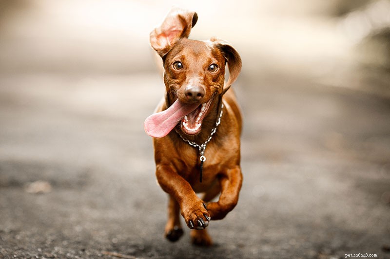 Dachshund Breed Guide: Size, Personality, and Care Tips