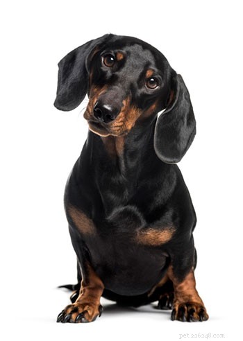 Dachshund Breed Guide: Size, Personality, and Care Tips