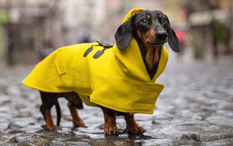 Dachshund Breed Guide: Size, Personality, and Care Tips