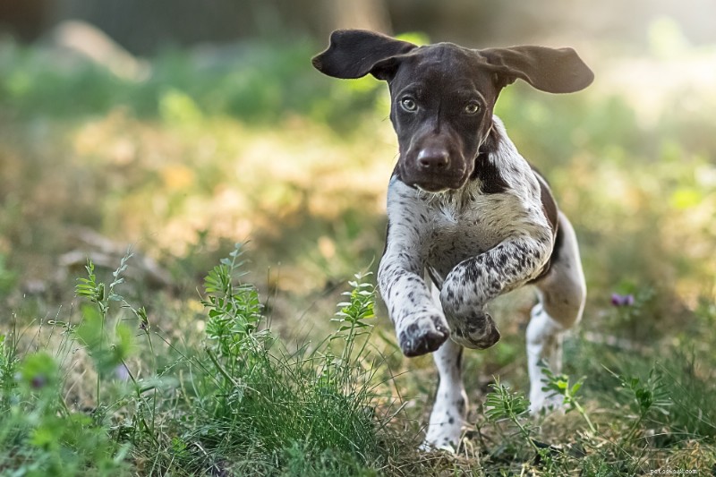 German Shorthaired Pointer: A Comprehensive Owner s Guide