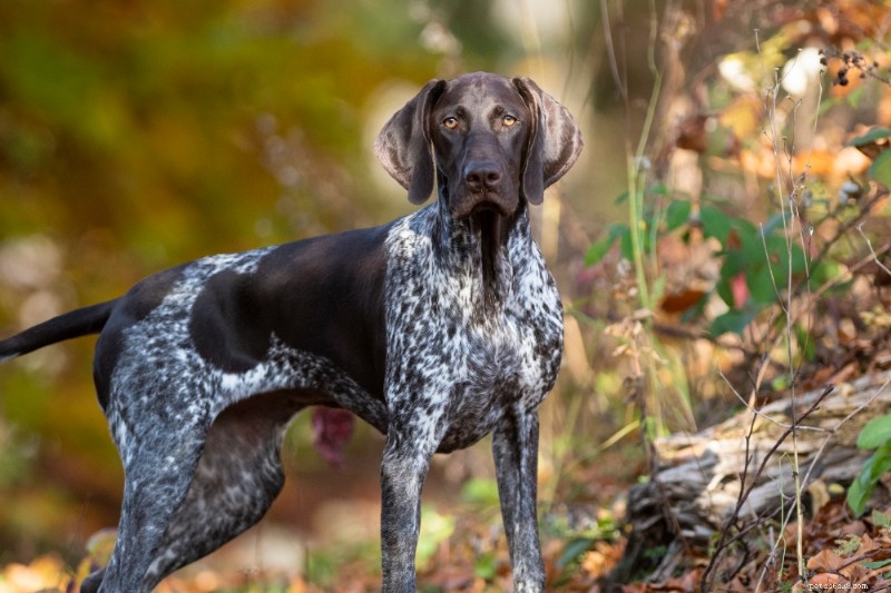 German Shorthaired Pointer: A Comprehensive Owner s Guide