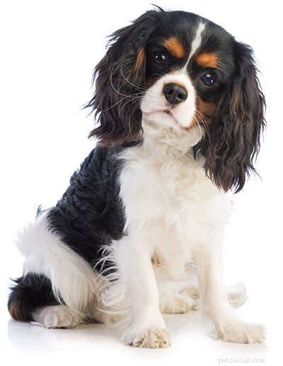 Cavalier King Charles Spaniel Breed Guide: Characteristics, Care & Family Friendliness