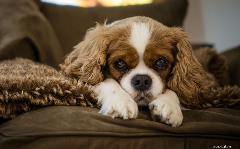 Cavalier King Charles Spaniel Breed Guide: Characteristics, Care & Family Friendliness
