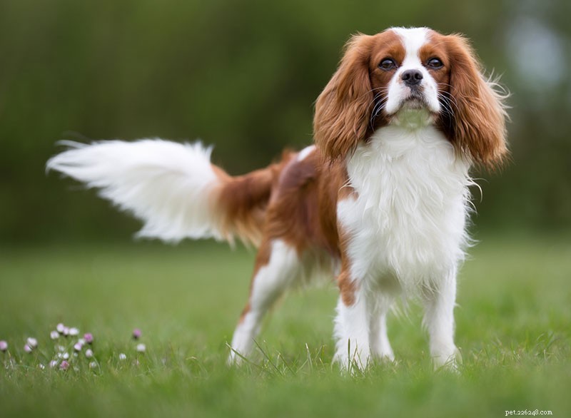 Cavalier King Charles Spaniel Breed Guide: Characteristics, Care & Family Friendliness