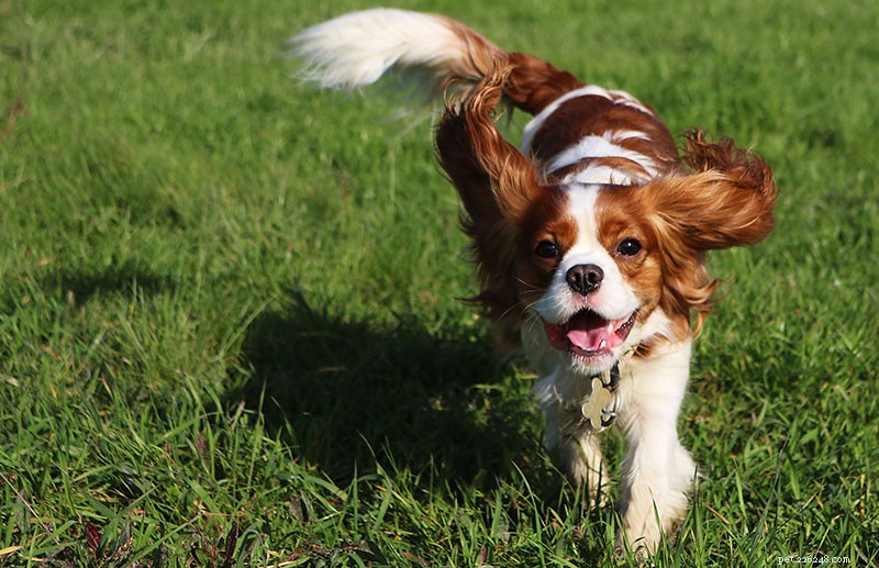 Cavalier King Charles Spaniel Breed Guide: Characteristics, Care & Family Friendliness