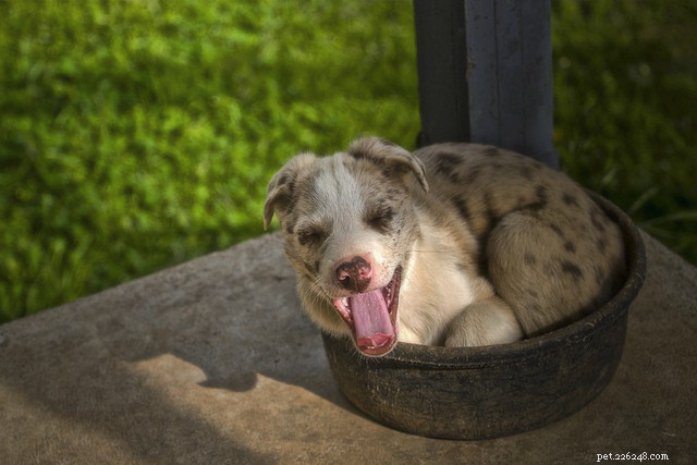 Choosing the Right Food for Your Dog: How to Ensure Optimal Nutrition at Every Age