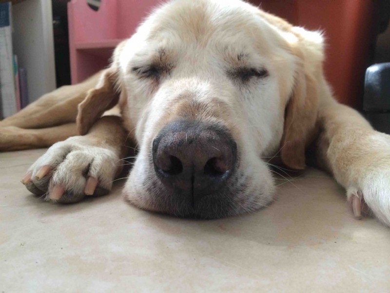 Choosing the Right Food for Your Dog: How to Ensure Optimal Nutrition at Every Age
