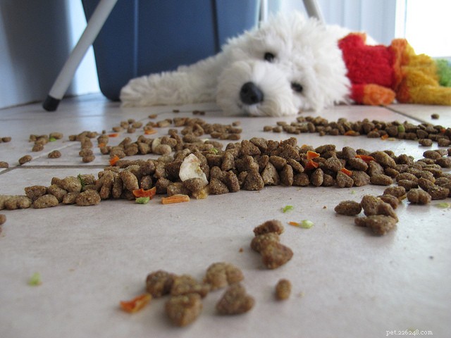Choosing the Right Food for Your Dog: How to Ensure Optimal Nutrition at Every Age