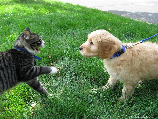 How to Foster Harmony Between Cats and Dogs: A Practical Guide