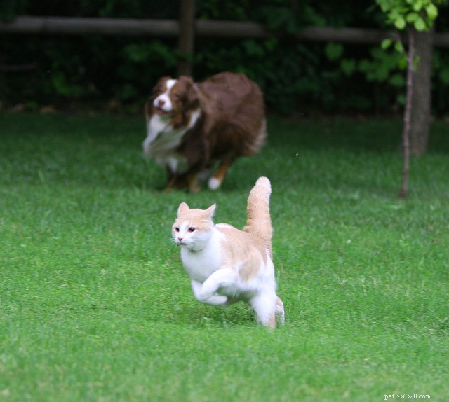 How to Foster Harmony Between Cats and Dogs: A Practical Guide
