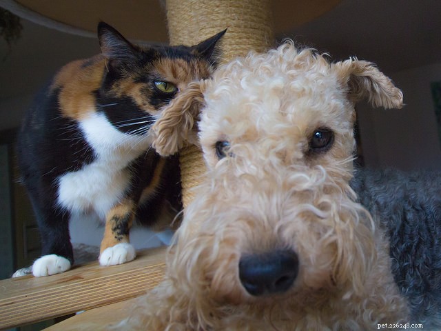 How to Foster Harmony Between Cats and Dogs: A Practical Guide