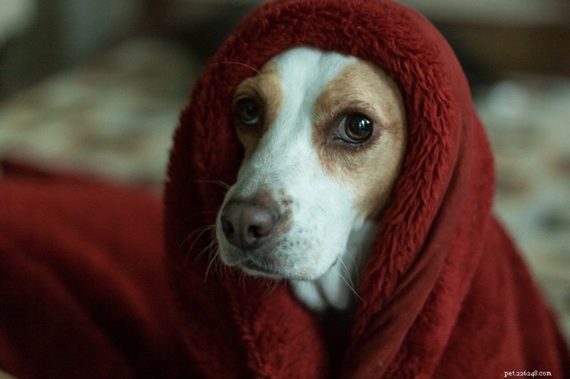 Expert Tips to Calm Your Dog Quickly and Safely