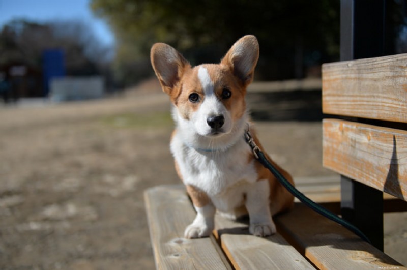 Expert Tips to Calm Your Dog Quickly and Safely