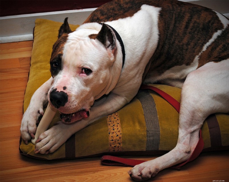 Expert Tips to Calm Your Dog Quickly and Safely