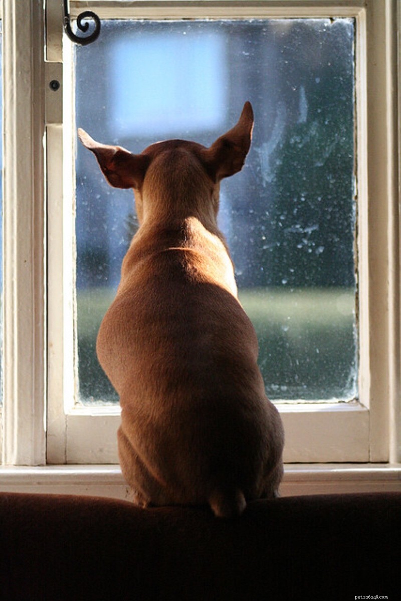 Expert Tips to Calm Your Dog Quickly and Safely