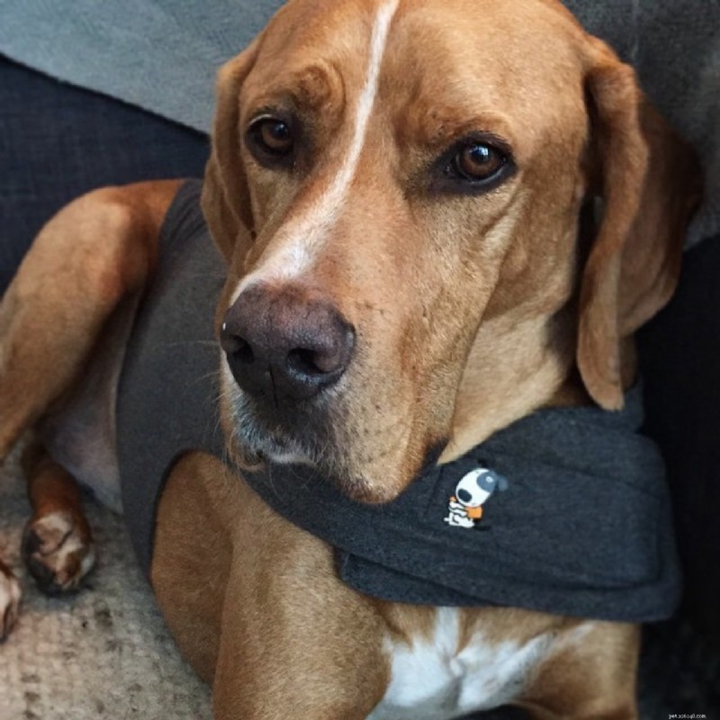 Expert Tips to Calm Your Dog Quickly and Safely