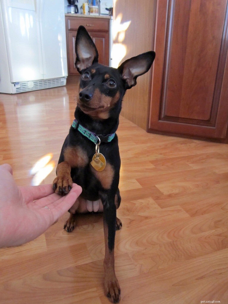 Teaching Your Senior Dog a New Trick: Handshake Training Made Easy