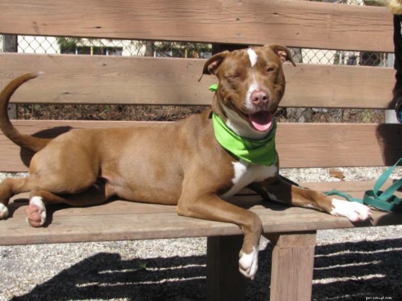Dog Park 101: Etiquette & When Your Dog Should Go
