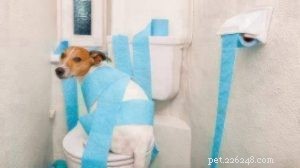 House‑Break Your Puppy in Just 7 Days: Proven Potty Training Tips