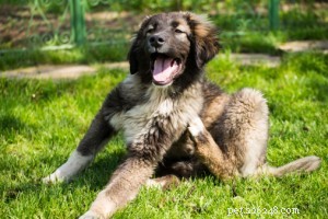 Understanding and Treating Dog Itching: Causes & Solutions