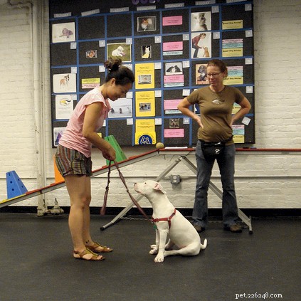 Dog Anxiety & Compulsive Disorder: Recognizing Signs & Finding Relief
