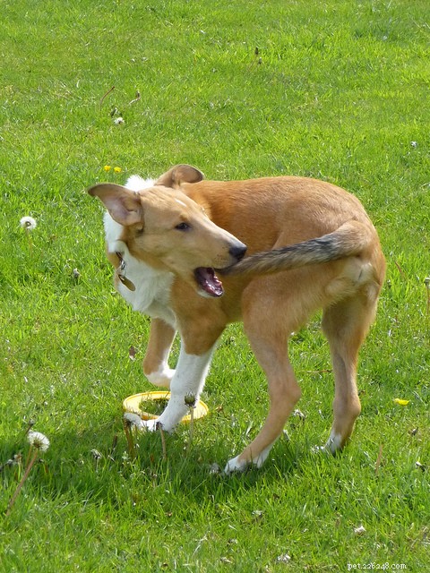 Dog Anxiety & Compulsive Disorder: Recognizing Signs & Finding Relief