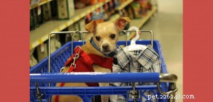 Master Puppy Potty Training: Avoid Common Housebreaking Mistakes