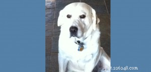 Master Puppy Potty Training: Avoid Common Housebreaking Mistakes