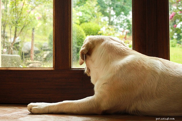 Effective Strategies to Reduce Excessive Dog Barking