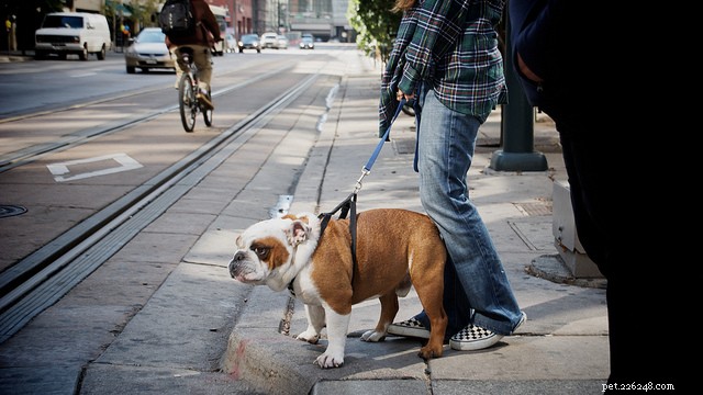 Effective Strategies to Reduce Excessive Dog Barking