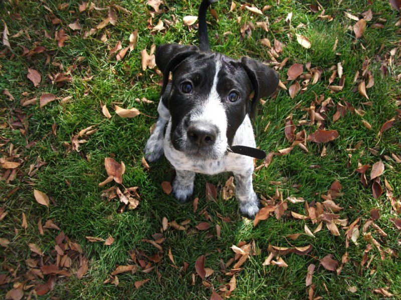 Effective Strategies to Reduce Excessive Dog Barking